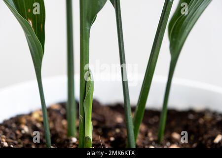 Un nuovo germoglio di primo piano dell'aspidistra. Una pianta di casa con foglie rigide e crescendo dalla terra. Foto Stock