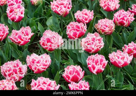 Tulipani rosa (Tulipa) in un letto, vista dall'alto, Giardini Keukenhof, Lisse, Bollenstreek, Olanda del Sud, Paesi Bassi Foto Stock