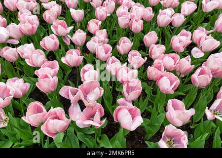 Tulipani rosa (Tulipa) in un letto, vista dall'alto, Giardini Keukenhof, Lisse, Bollenstreek, Olanda del Sud, Paesi Bassi Foto Stock