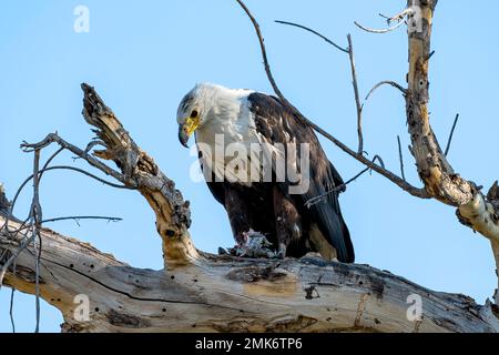 Aquila di pesce africana (Haliaeetus vocifer), sul ramo, mangiare pesce, Moremi Game Reserve West, Okavango Delta, Botswana Foto Stock