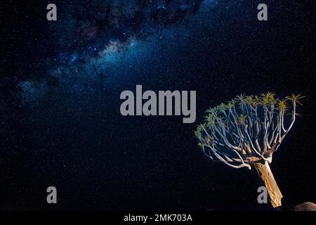 Alberi di Quiver (Aloe dichotoma) di notte con Via Lattea vicino Keetmanshoop, Regione di Karas, Namibia Foto Stock