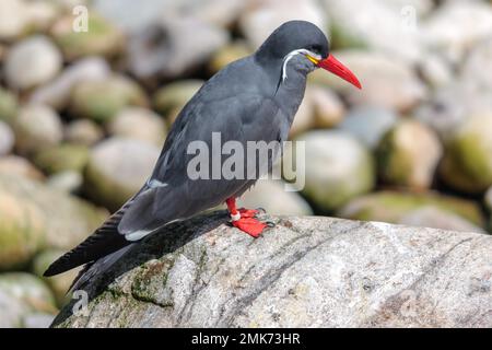 Inca Tern (Larosterna inca) in appoggio su di una roccia Foto Stock