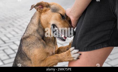 adorabile cane rifugio mostrando affetto. Foto ad alta risoluzione Foto Stock