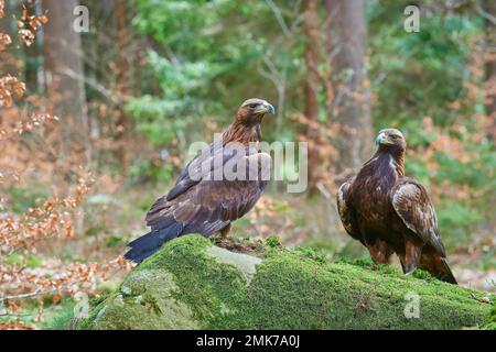 Aquila reale (Aquila chrysaetos), adulto, coppia su roccia mossy nella foresta Foto Stock