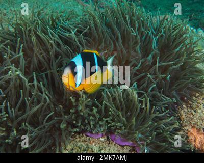 Pesce pagliaccio di Allards (Amphiprion allardi) nel suo splendore anemone (Heteractis magnifica) . Sito per immersioni Parco Nazionale della Baia di Sodwana, Maputaland Marine Foto Stock