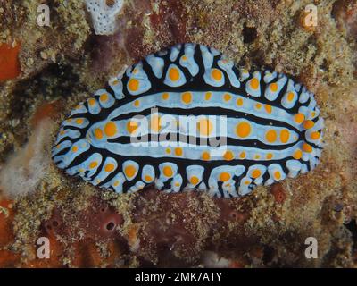 Veiny varicose Wart Slug (Phyllidia varicosa), sito di immersione del Parco Nazionale del Golfo di Sodwana, Maputaland Marine Reserve, KwaZulu Natal, Sudafrica Foto Stock