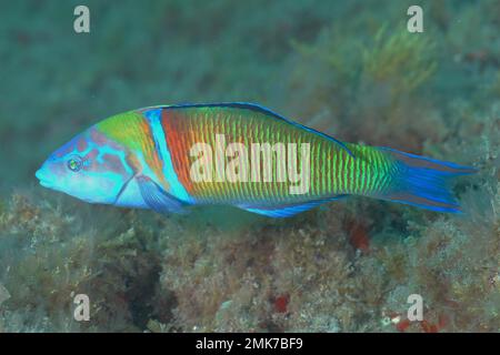 Strasse ornato (Thalassoma pavo), El Cabron Marine Reserve Dive Site, Arinaga, Gran Canaria, Spagna, Oceano Atlantico Foto Stock