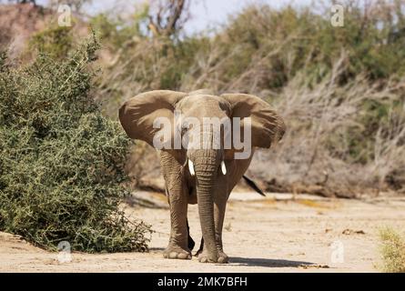 Elefante africano (Loxodonta africana), cosiddetto elefante del deserto, subadulto che cerca di impressionare il fotografo, nel letto secco del fiume Ugab Foto Stock