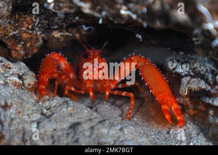 Ritratto di aragosta della barriera corallina dell'Atlantico Rossa (Enoplometopus antillensis), riserva marina del luogo di immersione El Cabron, Arinaga, Gran Canaria, Spagna, Oceano Atlantico Foto Stock