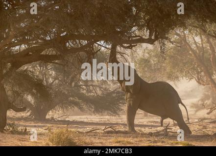 Elefante africano (Loxodonta africana), cosiddetto elefante del deserto, toro, cercando di raggiungere le foglie di un albero di acacia, nel letto secco del Huab Foto Stock