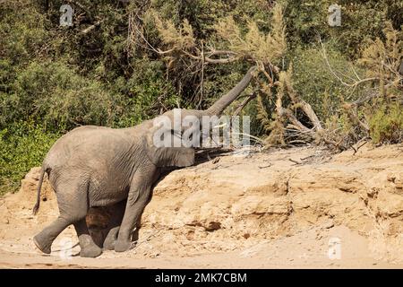 Elefante africano (Loxodonta africana), cosiddetto elefante del deserto, mucca che cerca di raggiungere le foglie di un tamarisco (Tamarix), sulla riva del secco Huab Foto Stock