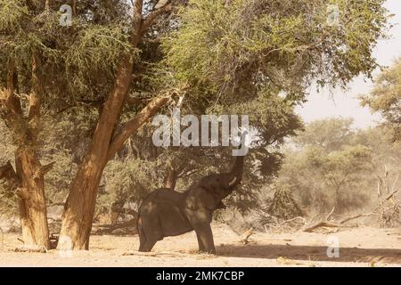 Elefante africano (Loxodonta africana), cosiddetto elefante del deserto, toro, cercando di raggiungere le foglie di un albero di acacia, nel letto secco del Huab Foto Stock