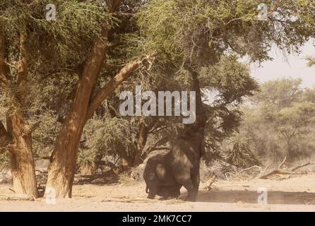 Elefante africano (Loxodonta africana), cosiddetto elefante del deserto, toro, cercando di raggiungere le foglie di un albero di acacia, nel letto secco del Huab Foto Stock