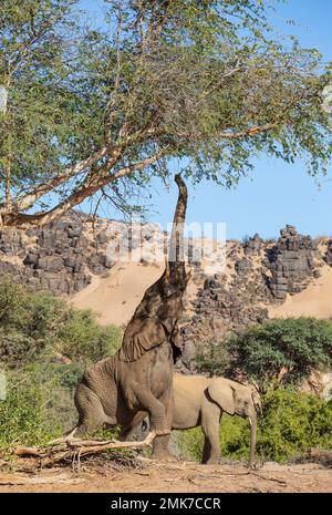 Elefante africano (Loxodonta africana), cosiddetto elefante del deserto, cercando di raggiungere le foglie di un albero di acacia, sulla riva del secco fiume Huab Foto Stock