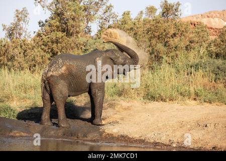 Elefante africano (Loxodonta africana), cosiddetto elefante del deserto, toro godendo di un bagno di polvere, Damaraland, Namibia Foto Stock