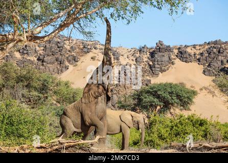 Elefante africano (Loxodonta africana), cosiddetto elefante del deserto, cercando di raggiungere le foglie di un albero di acacia, sulla riva del secco fiume Huab Foto Stock