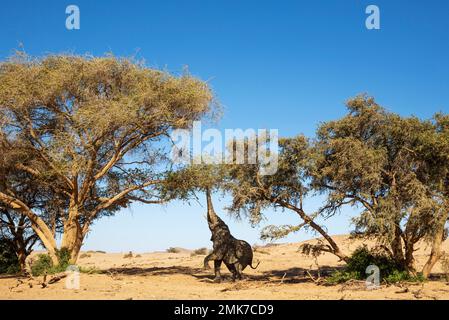 Elefante africano (Loxodonta africana), cosiddetto elefante del deserto, toro, cercando di raggiungere le foglie di un albero di acacia, Damaraland, Regione di Kunene Foto Stock