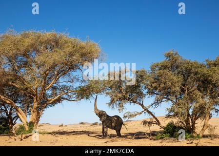 Elefante africano (Loxodonta africana), cosiddetto elefante del deserto, toro, cercando di raggiungere le foglie di un albero di acacia, Damaraland, Regione di Kunene Foto Stock