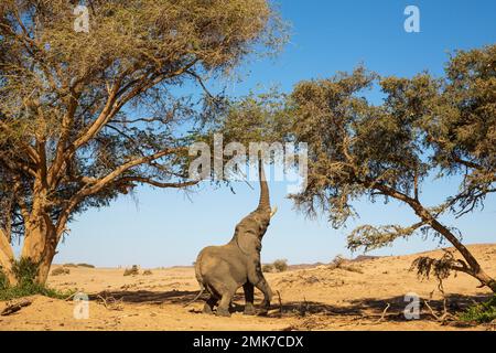 Elefante africano (Loxodonta africana), cosiddetto elefante del deserto, toro, cercando di raggiungere le foglie di un albero di acacia, Damaraland, Regione di Kunene Foto Stock