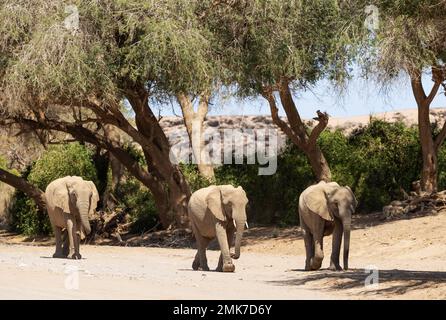Elefante africano (Loxodonta africana), cosiddetto elefante del deserto, sul letto secco del fiume Hoanib, Damaraland, Regione di Kunene, Namibia Foto Stock