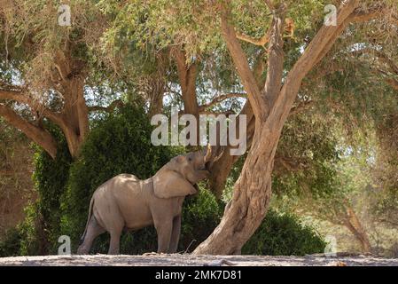 Elefante africano (Loxodonta africana), cosiddetto elefante del deserto, toro, cercando di raggiungere le foglie di un albero di acacia nel letto secco del fiume Foto Stock