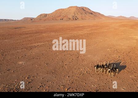 Struzzo (Struthio camelus), in una pianura desertica rocciosa ai margini del fiume Hoarusib, vista aerea, fucilato, Kaokoland, Regione di Kunene, Namibia Foto Stock