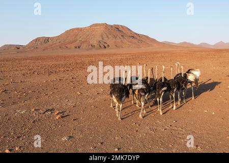 Struzzo (Struthio camelus), in una pianura desertica rocciosa ai margini del fiume Hoarusib, vista aerea, fucilato, Kaokoland, Regione di Kunene, Namibia Foto Stock