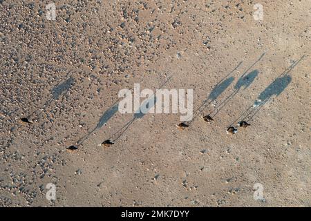 Struzzo (Struthio camelus), in una pianura desertica rocciosa ai margini del fiume Hoarusib, vista aerea, fucilato, Kaokoland, Regione di Kunene, Namibia Foto Stock