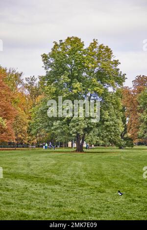 Albero verde nel parco in autunno sulla radura con erba. Foto Stock