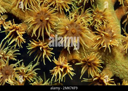 Polipi aperti, corallo sole nero (Tubastraea micranthus), Oceano Pacifico, Grande barriera Corallina, Sito Patrimonio dell'Umanità dell'UNESCO, Australia Foto Stock