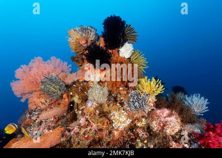 Molte, diverse stelle di piume (Comatulida), Starfish peloso in diversi colori sulla barriera corallina, Oceano Pacifico, Grande barriera Corallina, UNESCO World Foto Stock