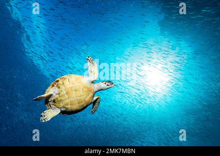 Tartaruga marina Hawksbill (Eretmochelys imbricata) che nuota contro il sole attraverso la scuola di pesce, Oceano Pacifico, Grande barriera Corallina, UNESCO World Foto Stock