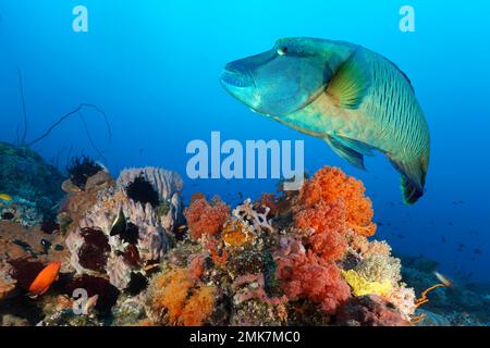 Napoleone humphead wrasse (Cheilinus undulatus), adulto, nuota sopra la barriera corallina densamente coperta di coralli, spugne e animali inferiori, sotto i lichi Foto Stock