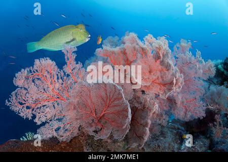 Barriera corallina, molti appassionati di mare annodato, gorgonian (Melithaea ochracea), rosso, nella parte posteriore Bumphead parrotfish (Bolbometopon muricatum) (sinonimo: Scarus Foto Stock