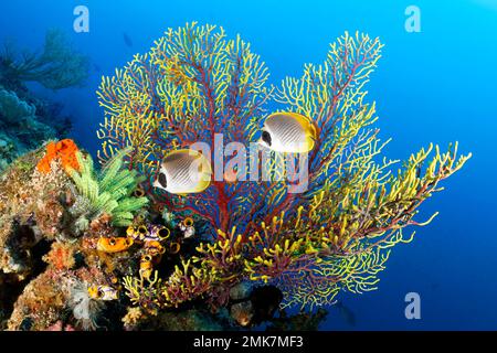 Pesce farfalla filippino (Chaetodon adiergastos) di fronte al gorgoniano giallo rosso, ventilatore di mare (Euplexaura), polipi retratti, rosso, giallo, in basso a sinistra Foto Stock