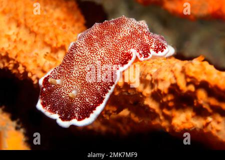 Goniobranchus reticulatus (Chromodoris reticulata), strisciando sulla spugna (Porifera), Oceano Pacifico, Grande barriera Corallina, Sito Patrimonio dell'Umanità dell'UNESCO Foto Stock