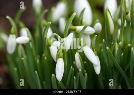 Primo piano delle nevicate in fiore in un giardino boschivo. Foto Stock