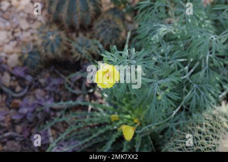 Primo piano di un papavero tulipano messicano in fiore giallo con uno sfondo sfocato Foto Stock