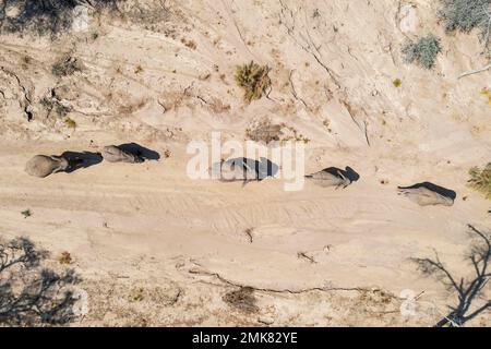 Elefante africano (Loxodonta africana), cosiddetto elefante del deserto, allevamento di mandria nel letto secco del fiume Ugab, vista aerea, fucinato Foto Stock