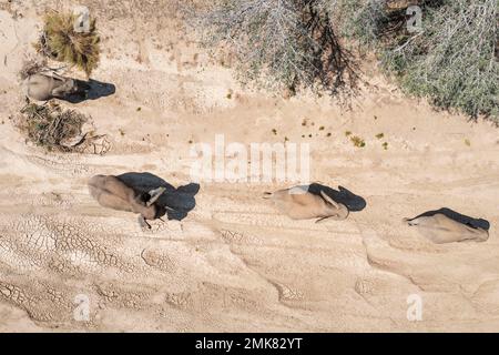 Elefante africano (Loxodonta africana), cosiddetto elefante del deserto, allevamento di mandria nel letto secco del fiume Ugab, vista aerea, fucinato Foto Stock