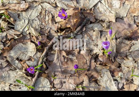 Primo piano di un croco boscoso, croco tommasinianus, fiore emergente in fiore. Foto Stock