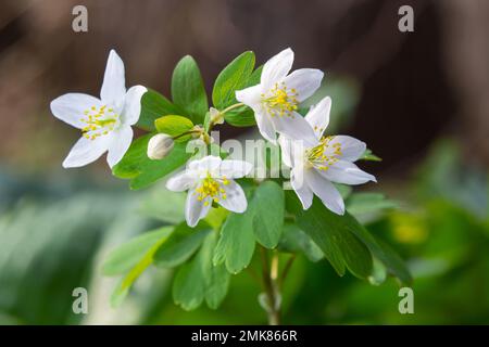 Falso Anemone o talictroides Isopyrum, anemone bianco come fioritura primaverile pianta europea che abitano boschi, famiglia Ranunculaceae nativo Foto Stock