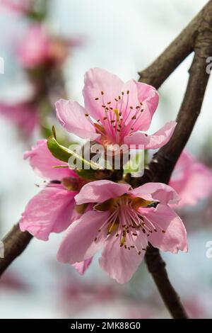 Rami di pesca densamente ricoperti di fiori rosa - abbondante fioritura dell'albero da frutto. Foto Stock