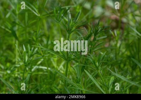 Erba Galium aparine sfaldanti su un prato estivo. Fiori gialli tra erba sole. Estate sfondo naturale. Spazio di copia. Foto Stock