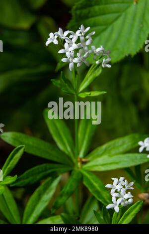 Cannuccia profumata, Galium odoratum, fiori nella foresta primaverile. Fiori bianchi. Primo piano. Foto Stock