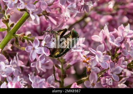 Il bronzo dorato, Cetonia aurata, è una specie di bronzo alato appartenente alla famiglia delle Cetoniinae. Lo scarabeo di bronzo raccoglie nettare e polline dal flo Foto Stock