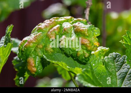 Afidi foglie arricciate, primo piano foglie arricciate su ciliegio, Prunus sp, causato da amarena afide ciliegia, amarena afide attacco sotto il lato delle foglie. Foto Stock