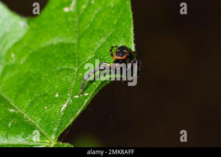 Foto macro di un ragno di granchio appeso ad una pianta, Xysticus Croceus. Foto Stock