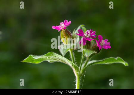 Campion rosso, Silene dioica, che cresce selvaggio sulle rive del fiume Wansbeck , Northumberland nel Nord-est dell'Inghilterra. Un fiore completamente aperto è sh Foto Stock