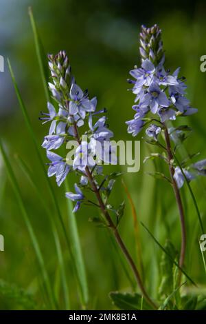 La Veronica prostrata è una pianta a bassa fioritura blu chiaro di colline soleggiate, un fiore di montagna. Foto Stock